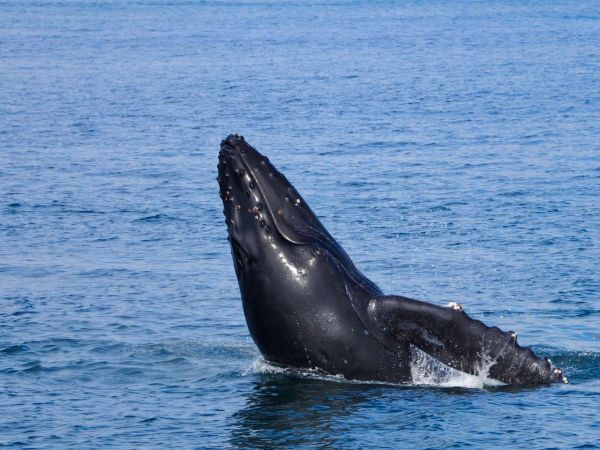 Quels sont les meilleurs spots pour observer les baleines franches australes en Patagonie?